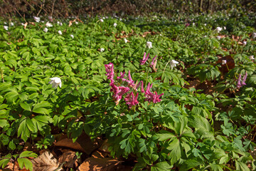 Gefingerter Lerchensporn, Corydalis solida, DE, NRW, Leverkusen-Opladen 2020/03/22 11:15:19