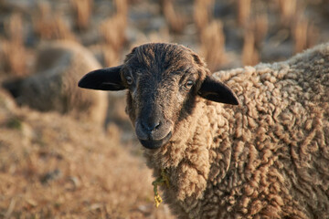 Closeup of a lamb in a sunny winter morning. Photo taken in a village near Sajnekhali, in Sunderbans delta, West Bengal 