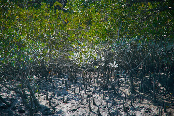 View of an unique natural biodiversity and sprawling water at the Sundarbans Biosphere reserve,...