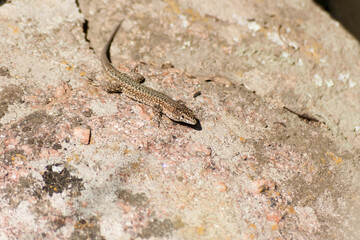 Brown lizard taking sunbath on hot stone