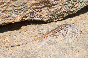 Brown lizard taking sunbath on hot stone