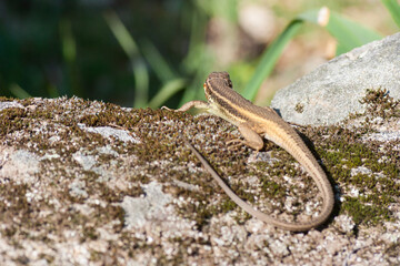 Brown lizard taking sunbath on hot stone
