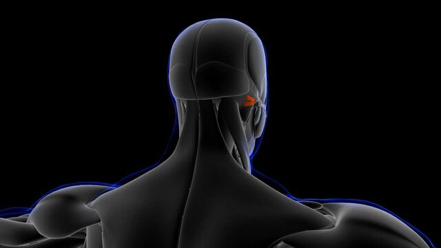 Posterior Auricular Muscle Anatomy For Medical Concept 3D