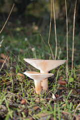 A group of mushrooms grow on the Mediterranean forest floor during the summer, in the Valle del Jerte in Extremadura.