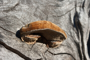 A mushroom grow on the trunk of an oak in the Valle del Jerte in Extremadura.