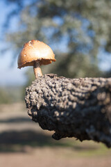 A mushroom grow on the trunk of an oak in the Valle del Jerte in Extremadura.
