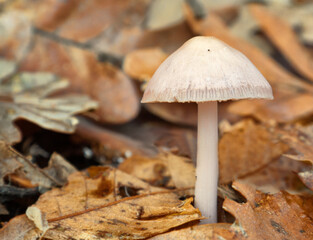 a mushroom grows on the Mediterranean forest floor during the fall. in the Valle del Jerte in Extremadura.