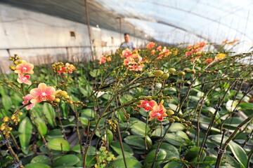 gardeners manage Phalaenopsis in a nursery, LUANNAN, Hebei Province, China