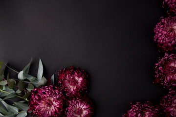 a burgundy chrysanthemum bud on a black background. space for text.  flat lay. top view. 