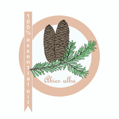 Silver fir 100% essential oil label. Colorful art design elements stock vector illustration for product design, for packing design European silver fir or silver fir