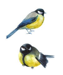 Watercolor  tit on a white background. Illustration with winter bird. Winter image