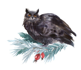 Watercolor owl on a white background. Illustration with winter bird. Winter image