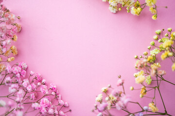 Obraz na płótnie Canvas a sprig of colored gypsophila on a pink background . space for text