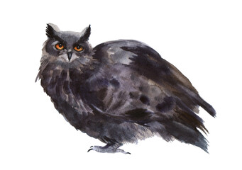 Watercolor owl on a white background. Illustration with winter bird. Winter image