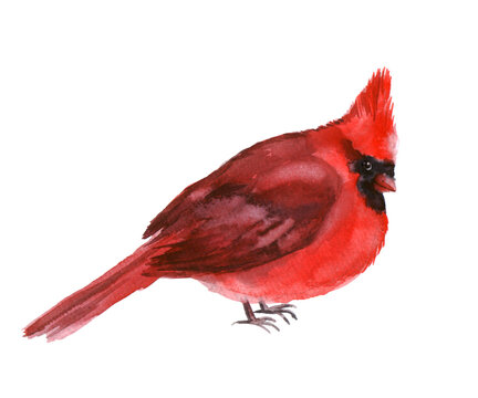 Watercolor red cardinal on a white background. Illustration with winter bird. Winter image
