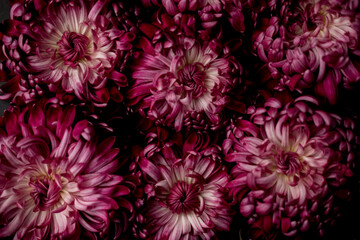 a burgundy chrysanthemum bud on a black background. space for text.  flat lay. top view. 