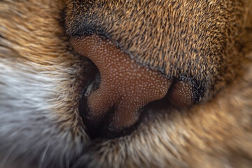 Obraz premium nose cat macro 2021 year 