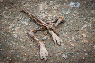 The remains of a penguin close up in Antarctica. Penguin skeleton.