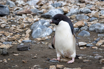 Ad lie penguin chick with juvenile plumage in Antarctica