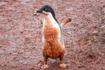 Adele penguin chick stands with spread wings