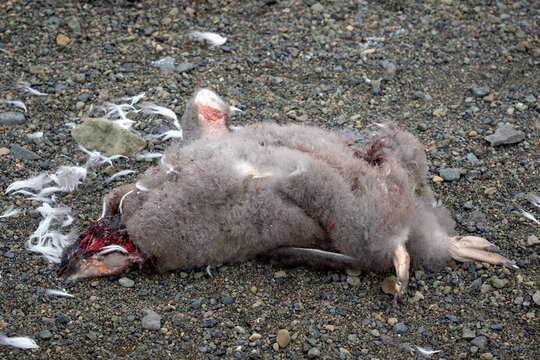 Dead Adelie penguin chick on the shore