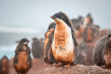 Adelie penguin chicks stand in a penguin colony in Antarctica. © Anton