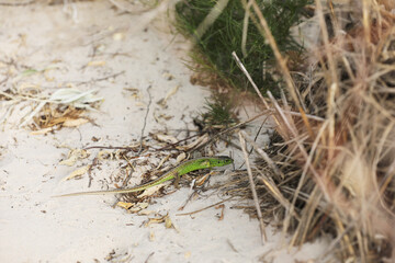 Beautiful green lizard on sand background on summer Sunny day. Mottled reptile on the ground...