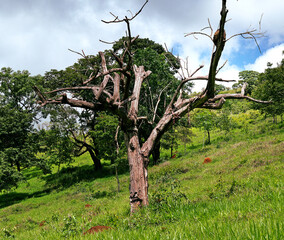 velha árvore seca no meio da mata verde de região montanhosa de Esmeraldas 