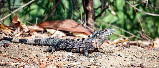 Monitor lizard or large lizard, in the tropical jungle.