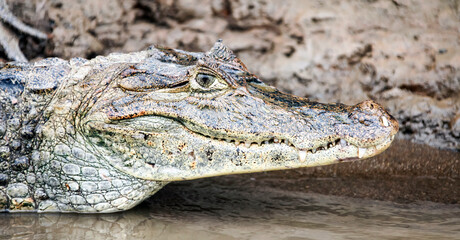 Head of a crocodile lying on the shore close-up side view.