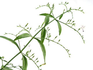 Andrographis paniculata herb, isolated on white background.
