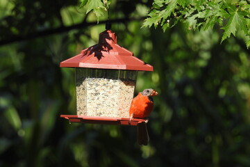 A bald cardinal, going through the molting process, perched on a bird feeder in Cecil County, Elkton, Maryland.
