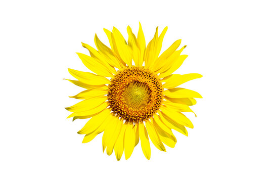 Sunflower beautiful nature close-up blooming on isolated background ,nature concept