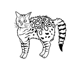 Vector illustration of a playful tabby cat