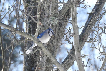 Blue jay perched in a tree in Cecil County, Elkton, Maryland.