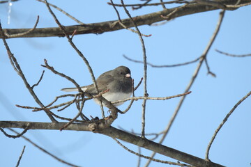 Dark-eyed junco perched on a branch, under a blue sky in Cecil County, Maryland.