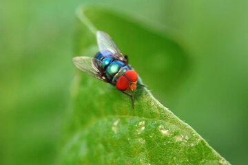 Flies on plants in the nature, North China Plain