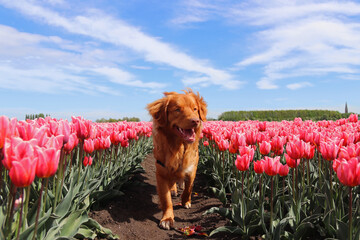 Dog toller in the tullips in Holland.