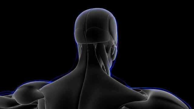 Orbicularis Oculi Muscle Anatomy For Medical Concept 3D