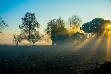 sun fog and trees