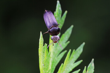 Coleoptera flower fleas crawling on weeds