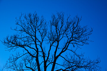 Tree in sunset with clear winter sky