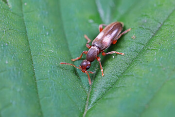 Formiform beetle on wild plants, North China