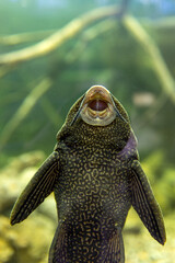 Glyptoperichthys gibbiceps fish in aquarium