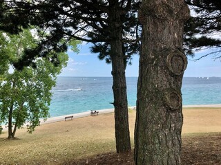 Pine tree with a lake in the background.
