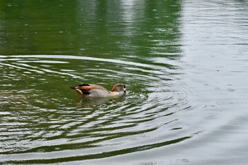 ducks in the water while it is raining