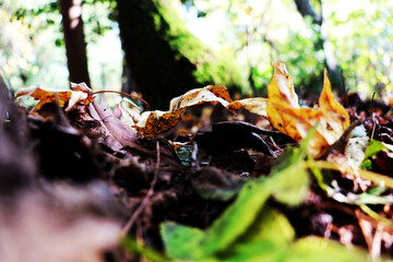 sonbaharda orman yapraklar ağaçlar