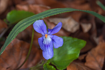 Hunds-Veilchen, Viola canina, DE, NRW, Leverkusen-Opladen 2020/03/28 15:11:25