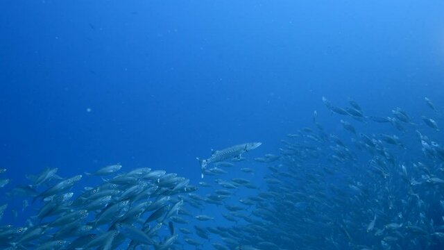 Barracuda in Bait ball, school of fish in turquoise water of coral reef in Caribbean Sea, Curacao