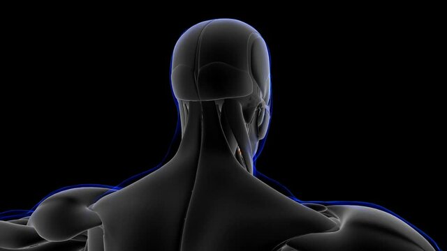 Thyrohyoid Muscle Anatomy For Medical Concept 3D